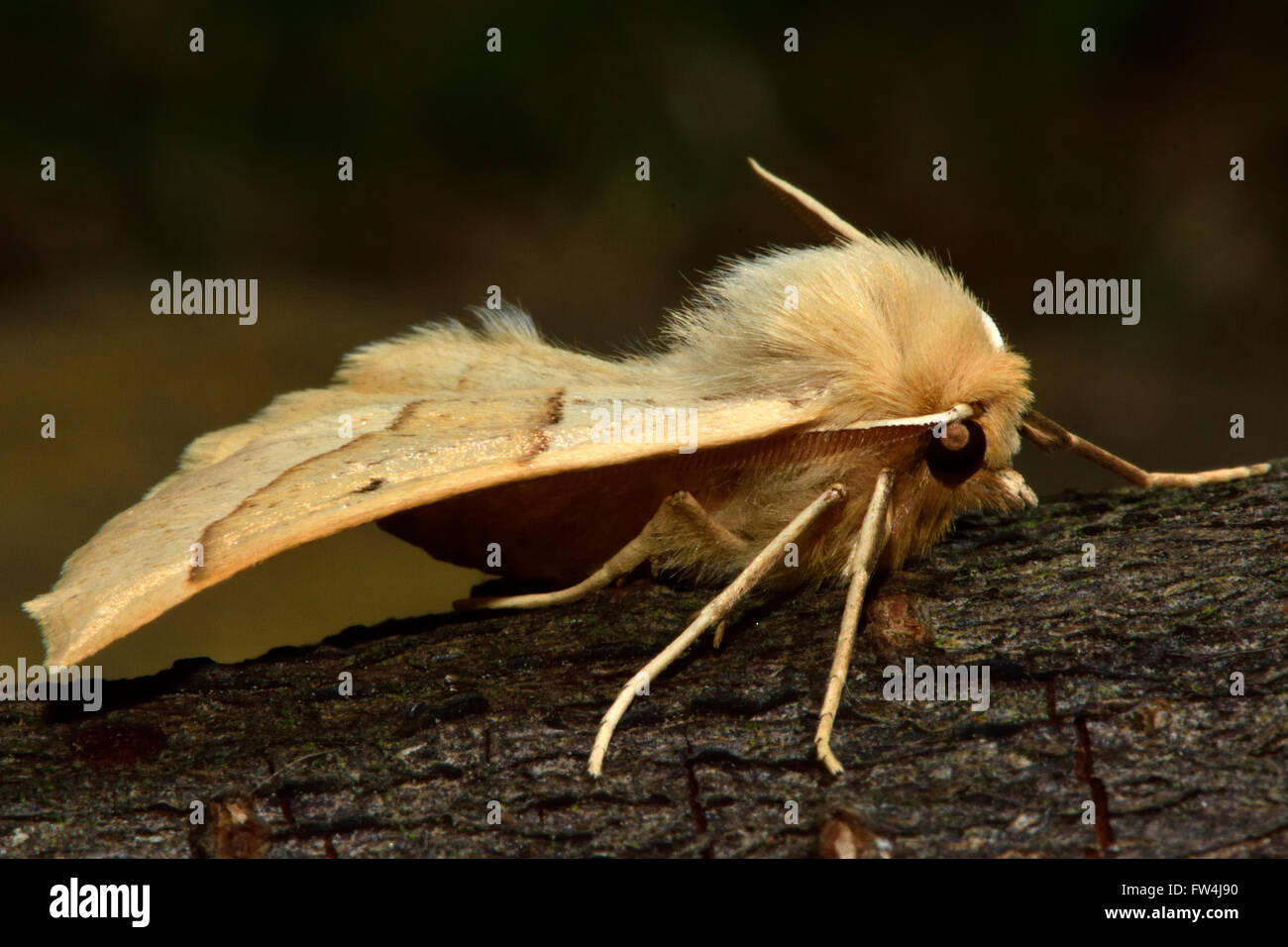 Scalloped oak moth (Crocallis elinguaria) in profile. Moth in the family Geometridae, at rest on wood seen from the side Stock Photo