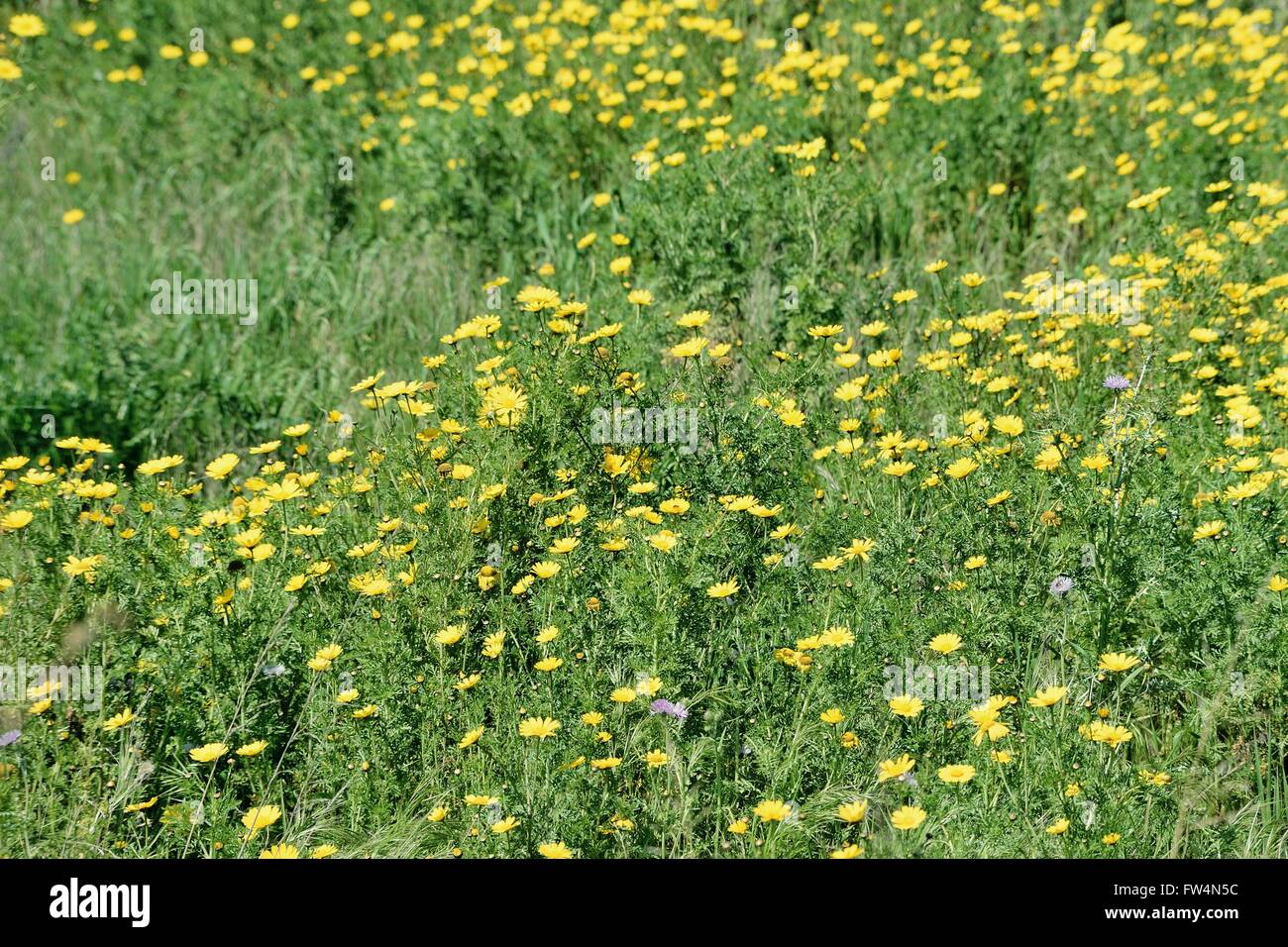Enjoy a field of flowers hi-res stock photography and images - Alamy