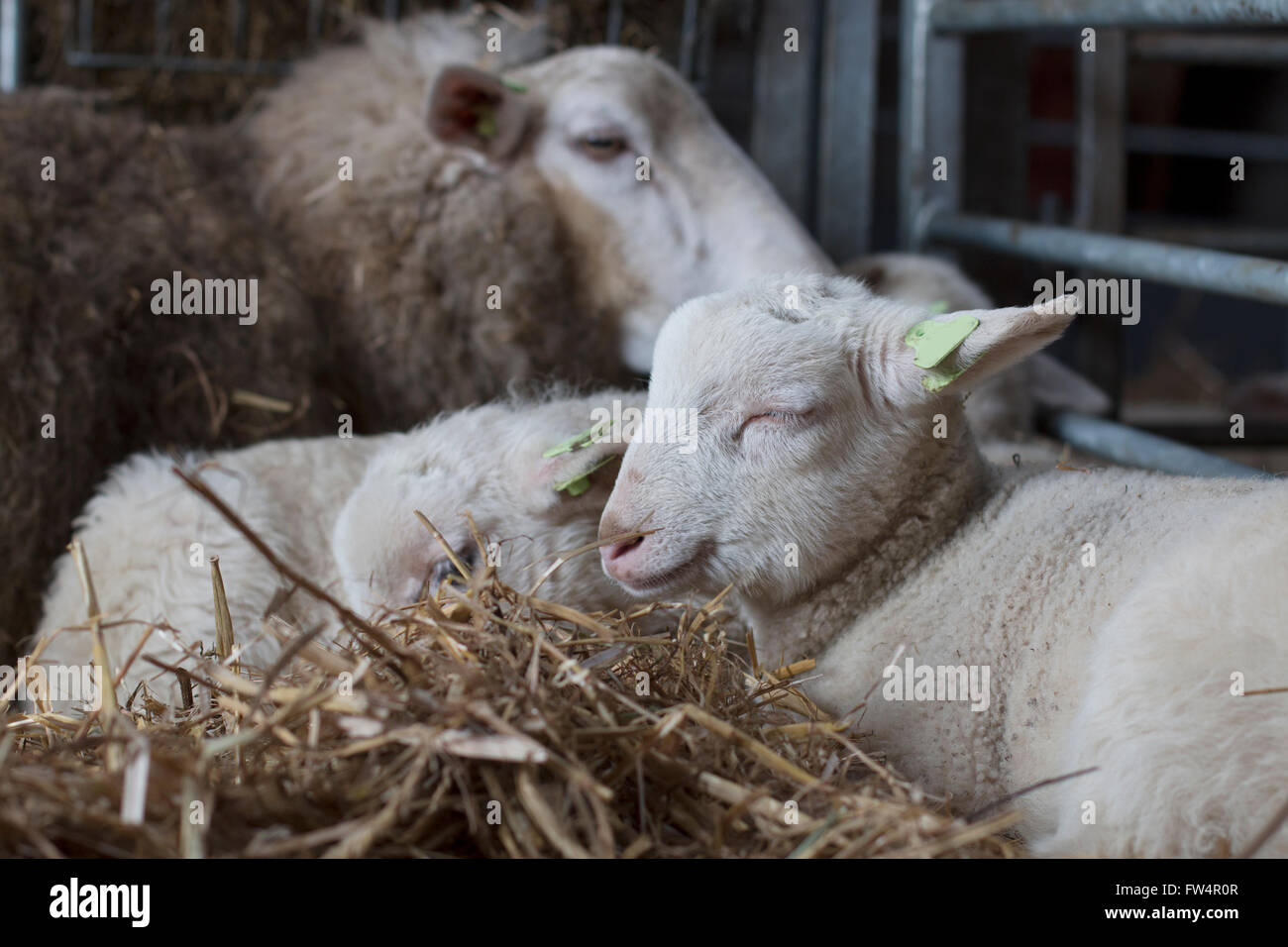 Lamb lying with eyes closed Stock Photo Alamy