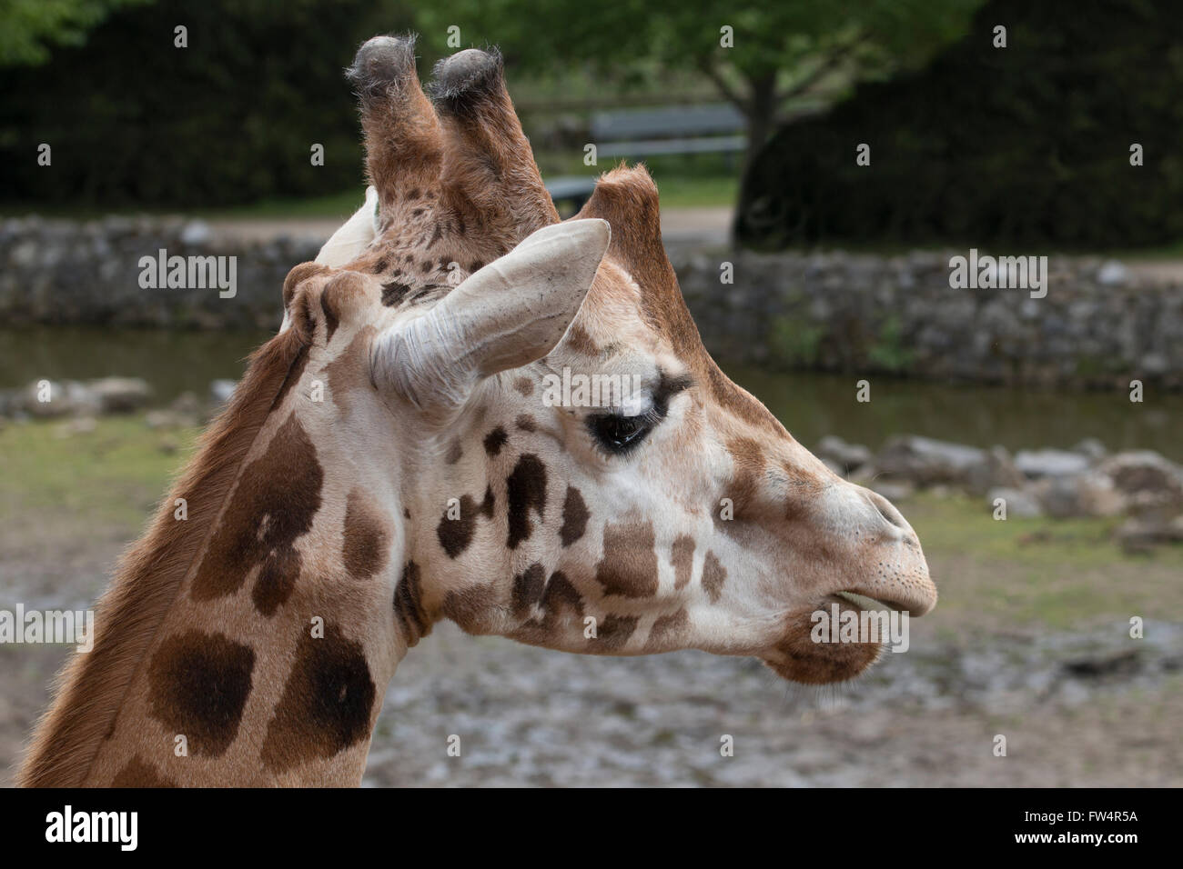 Headshot giraffe, close up Stock Photo