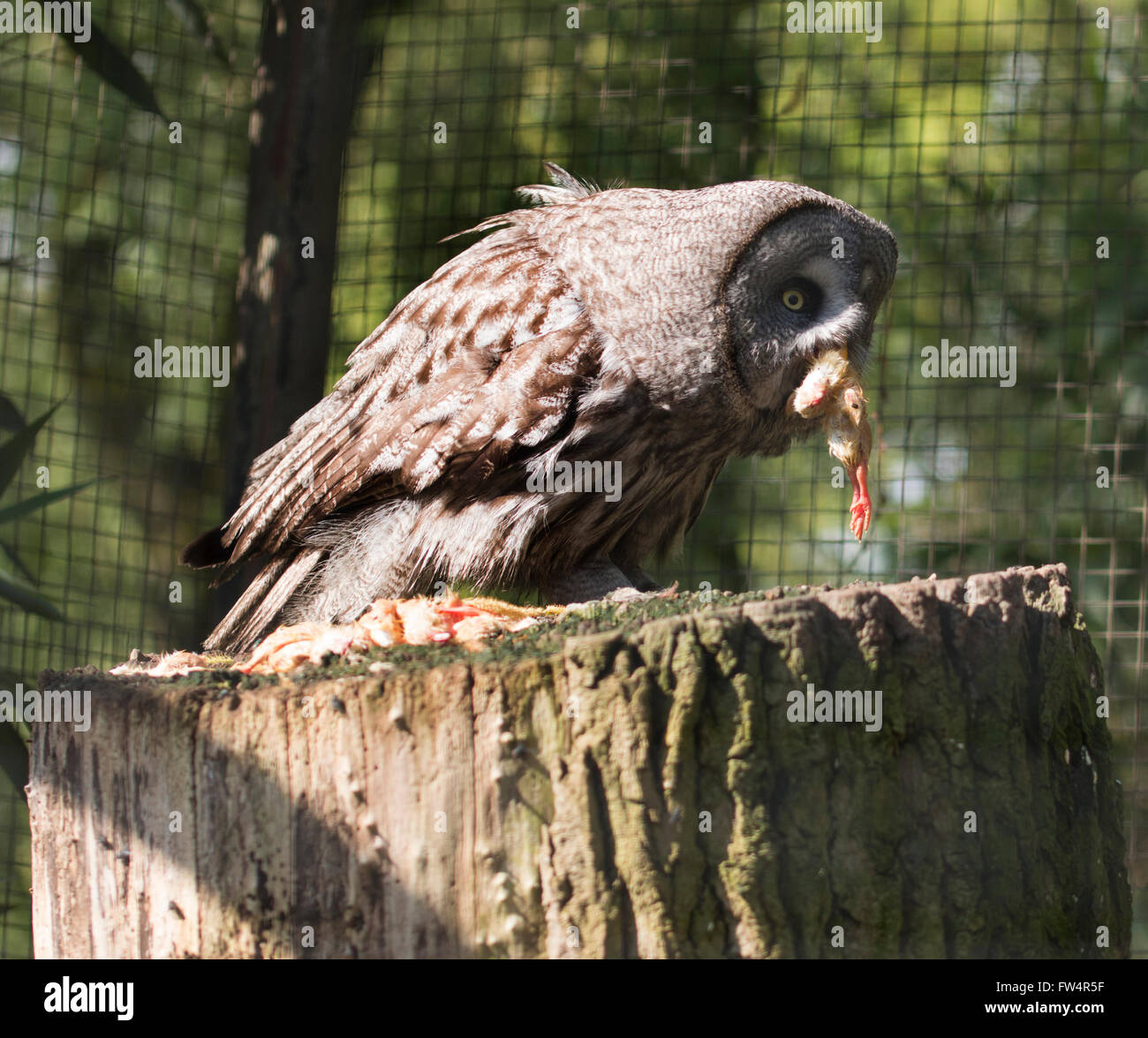 Owl eating a chicken Stock Photo Alamy