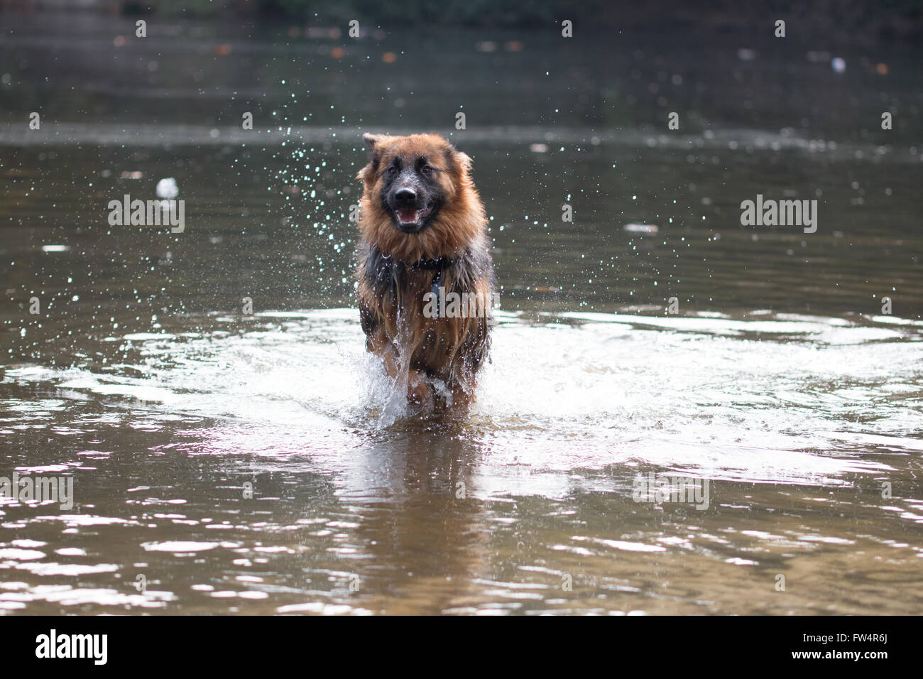 Dog, German Shepherd, running in water Stock Photo