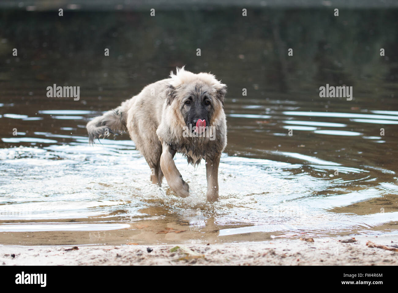 Young Turkish sheepdog playing in water Stock Photo