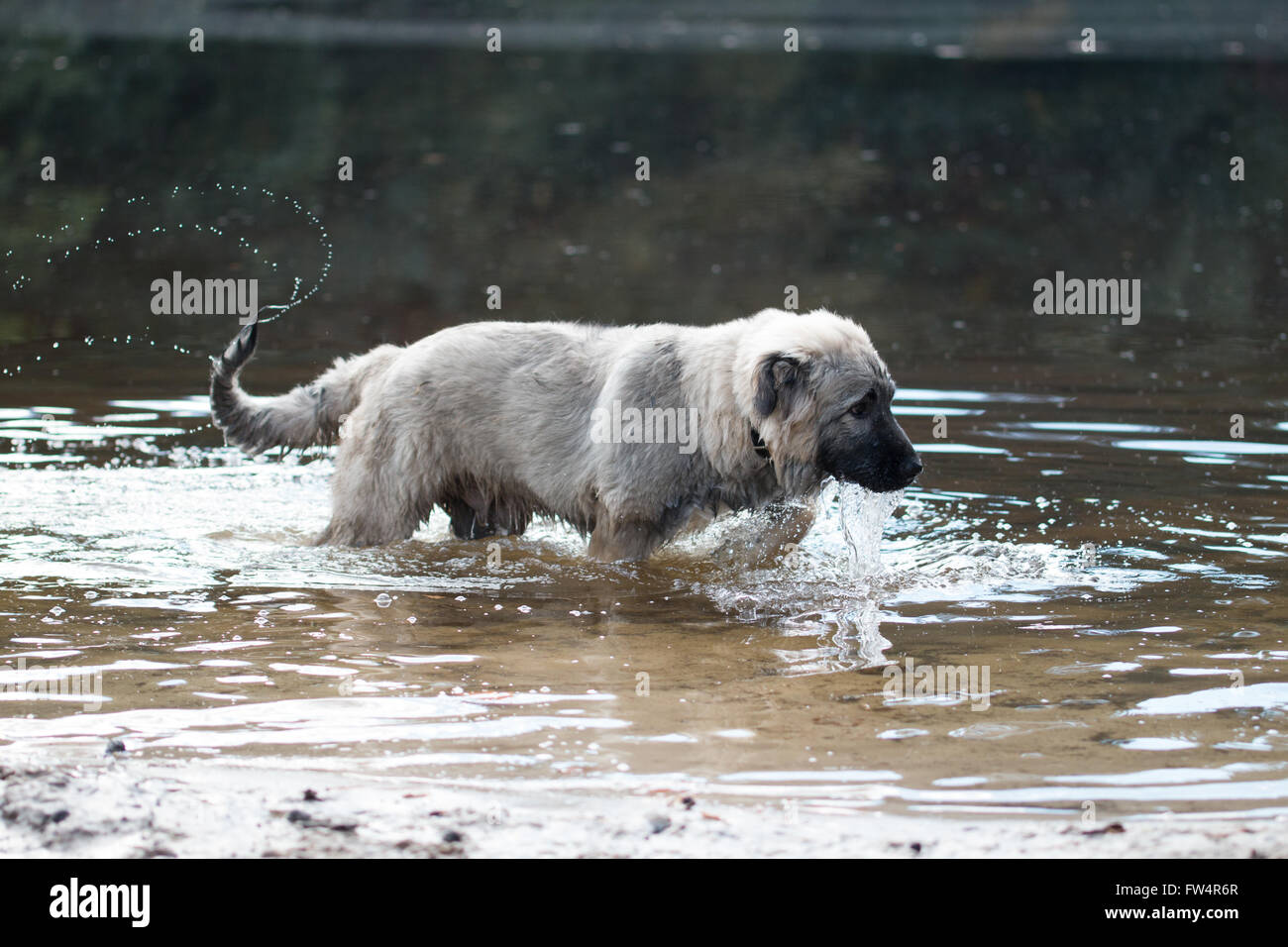 Young Turkish sheepdog playing in water Stock Photo
