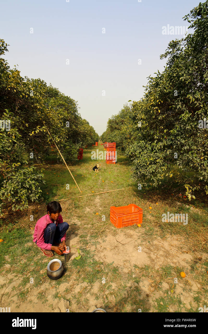 A pet dog watches young boy making tea in an orange grove at harvest time in Rajasthan, India Stock Photo