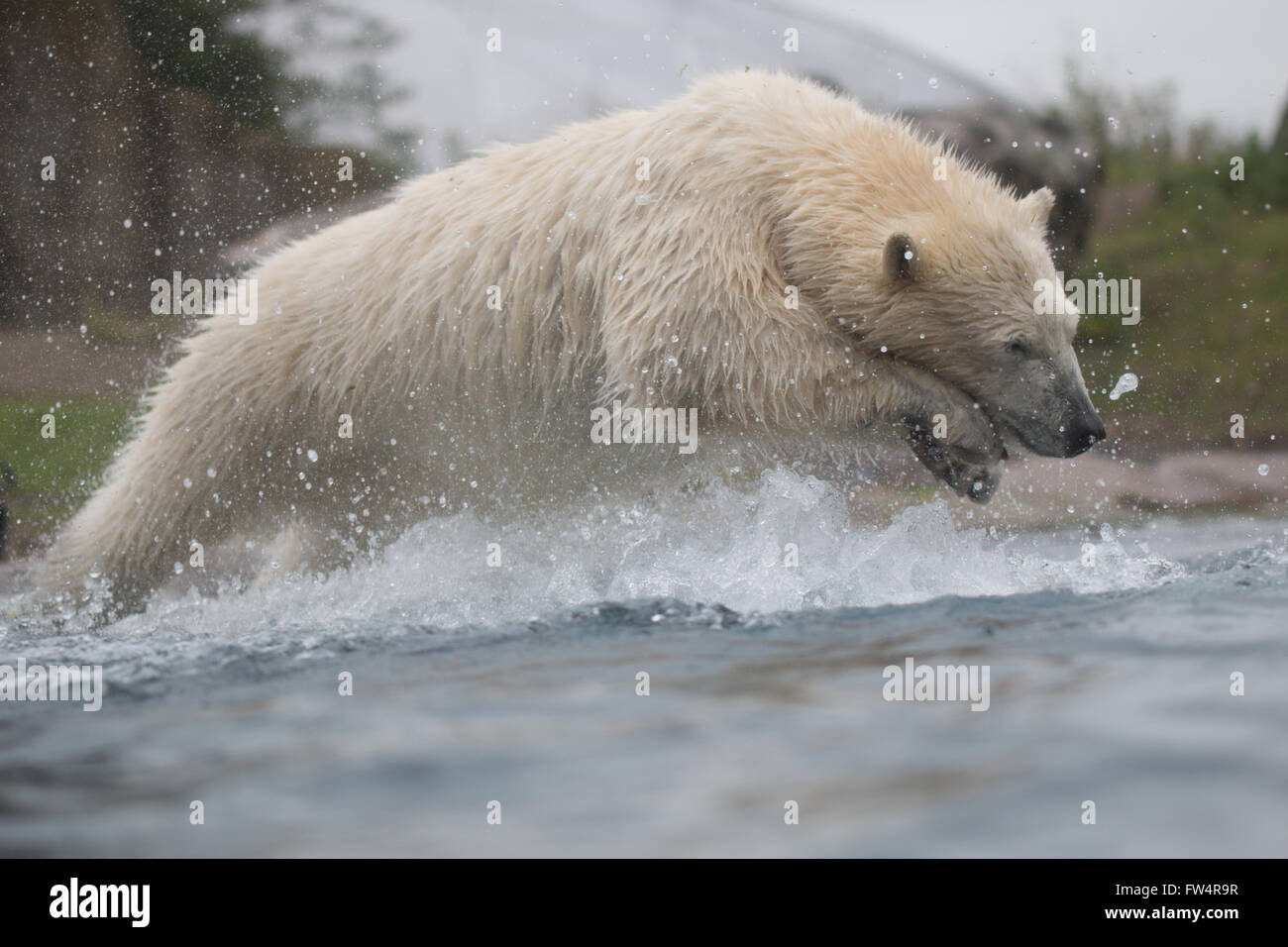 Polar bear diving into water Stock Photo