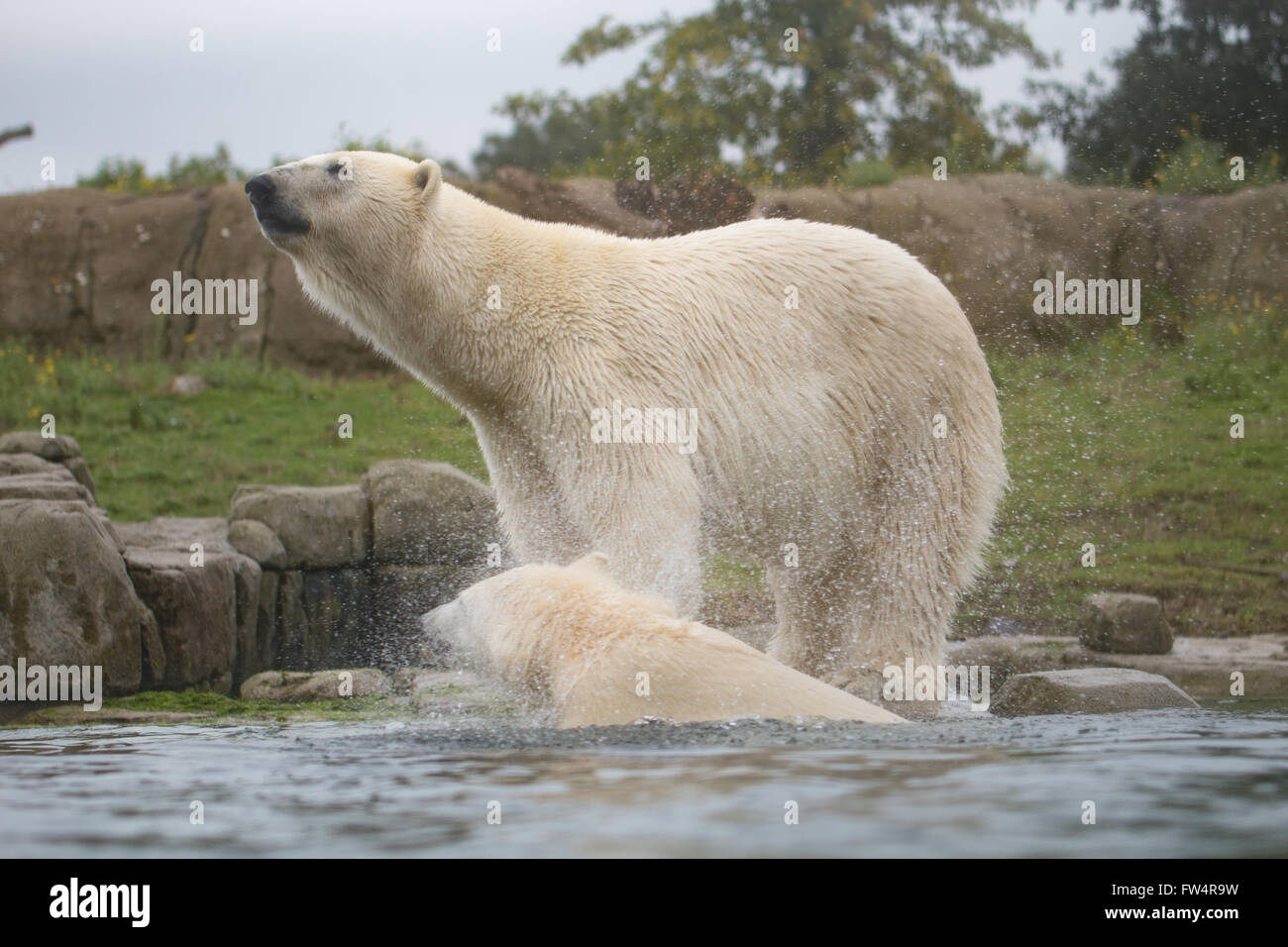 Polar bear, white bear Stock Photo