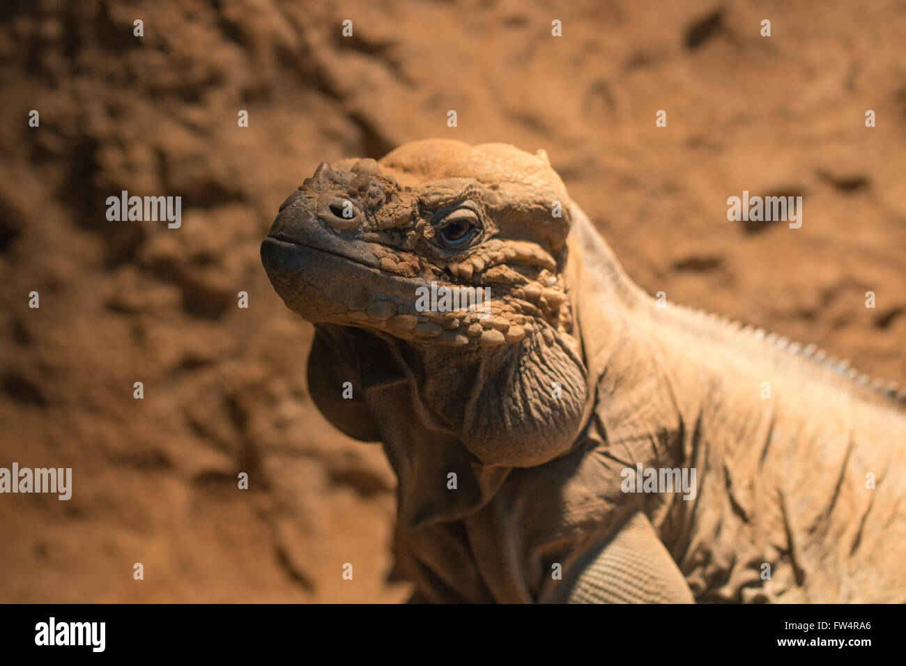headshot of rhinocerous iguana; rock iguana Stock Photo