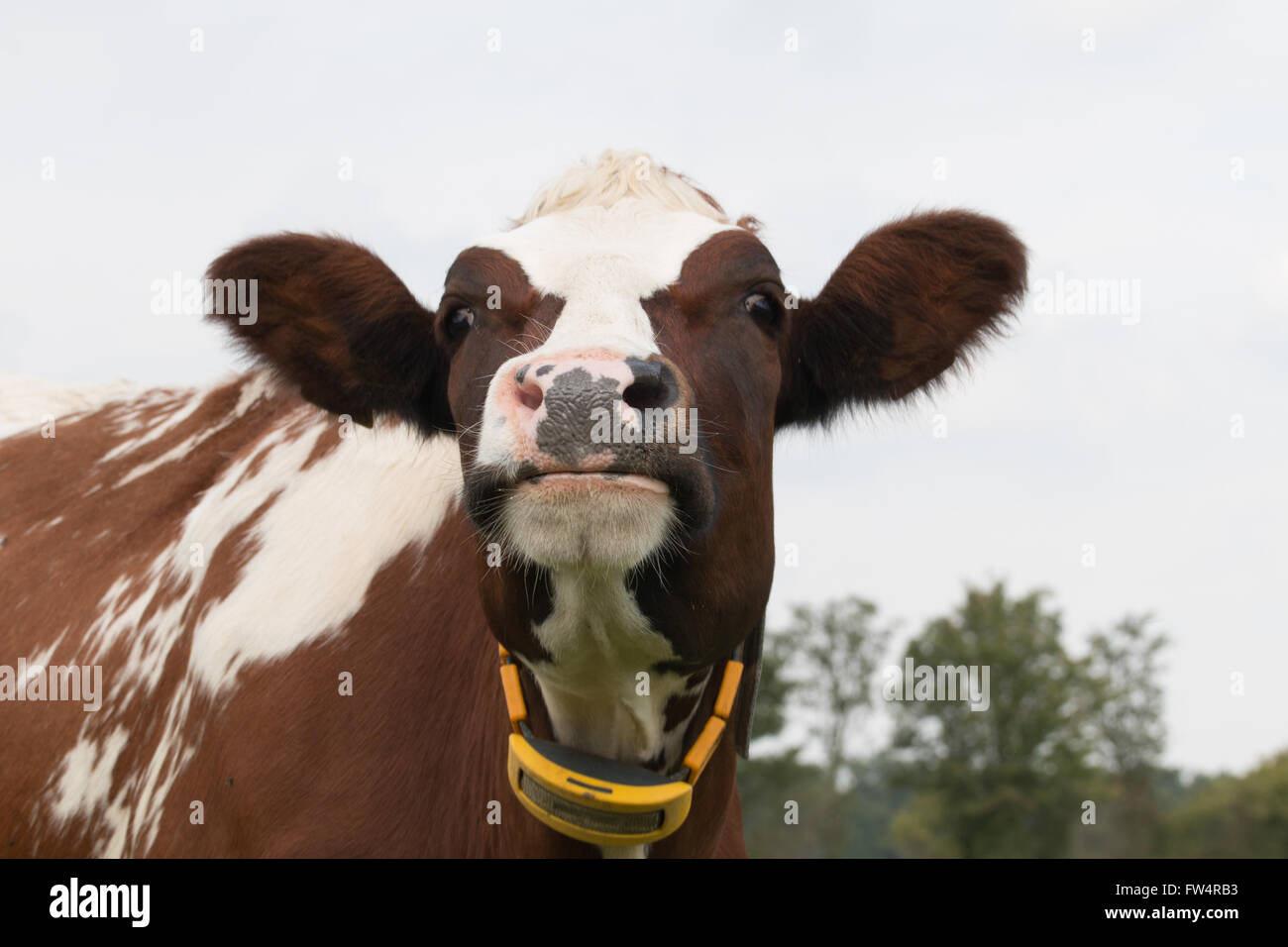 closeup of cow Stock Photo - Alamy