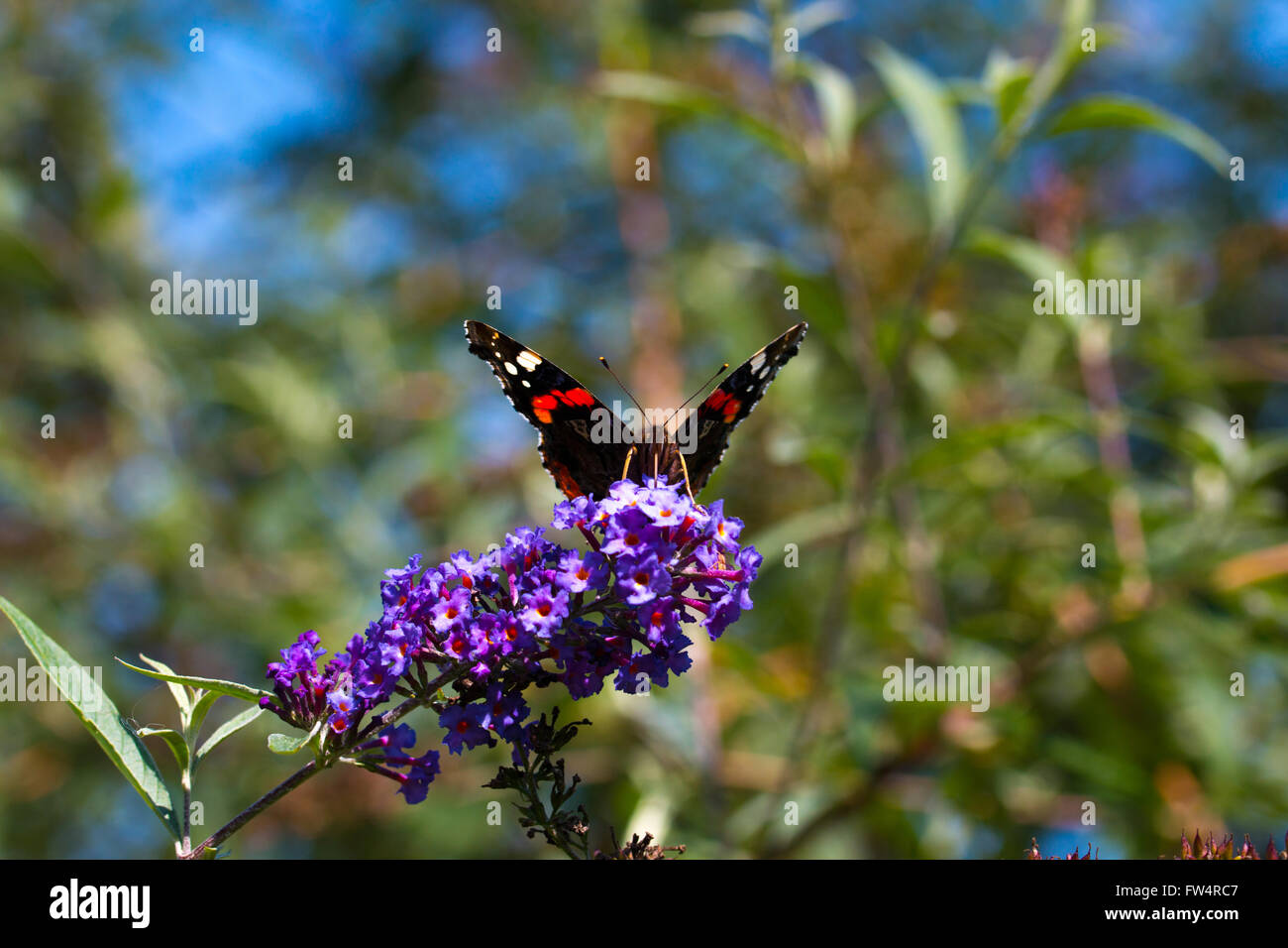 peacock butterfly on flower Stock Photo - Alamy