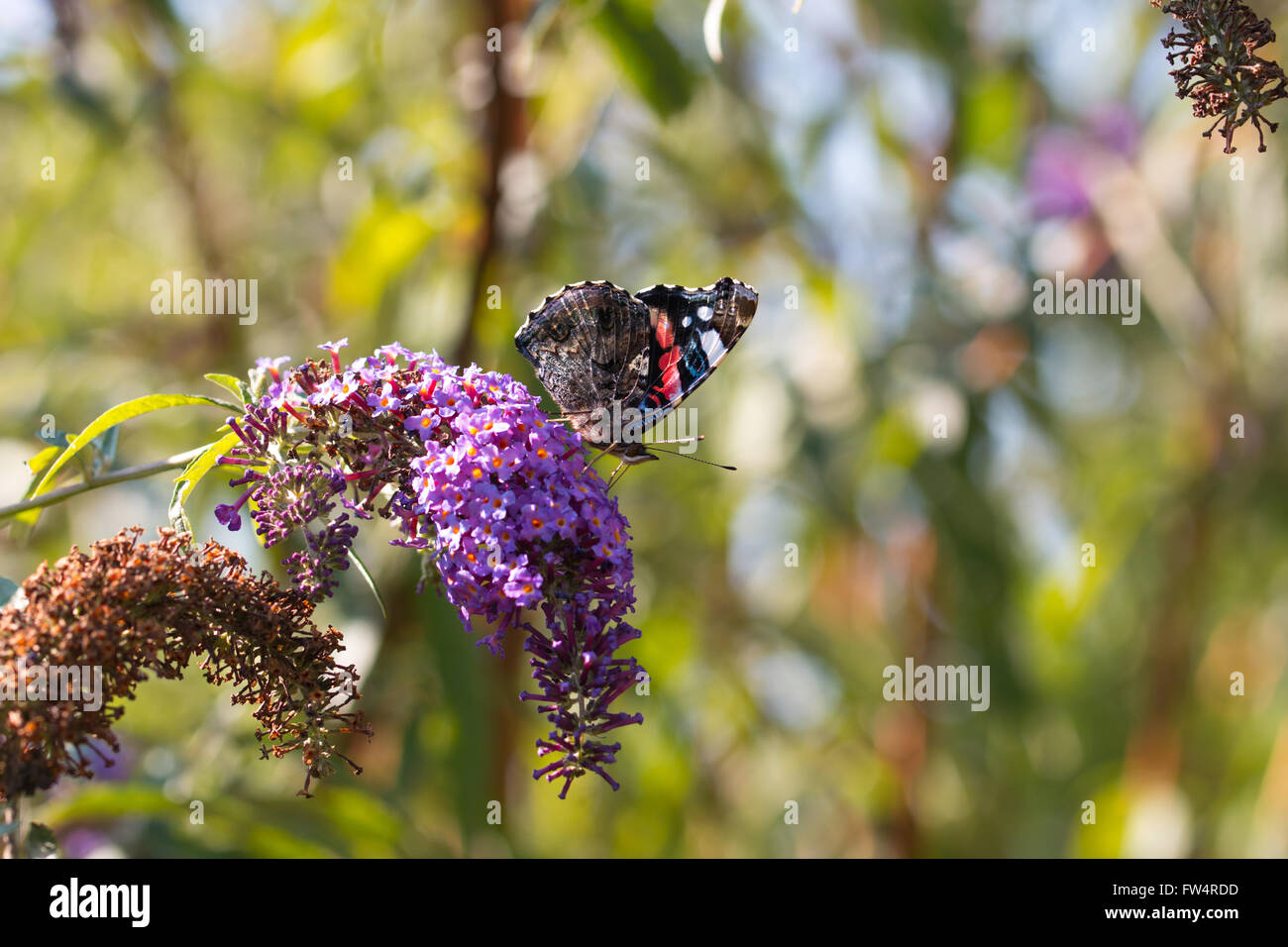 peacock butterfly on flower Stock Photo - Alamy