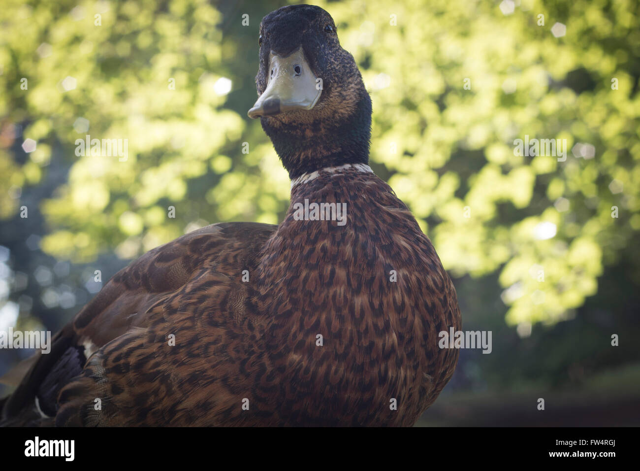Wild duck, closeup Stock Photo Alamy