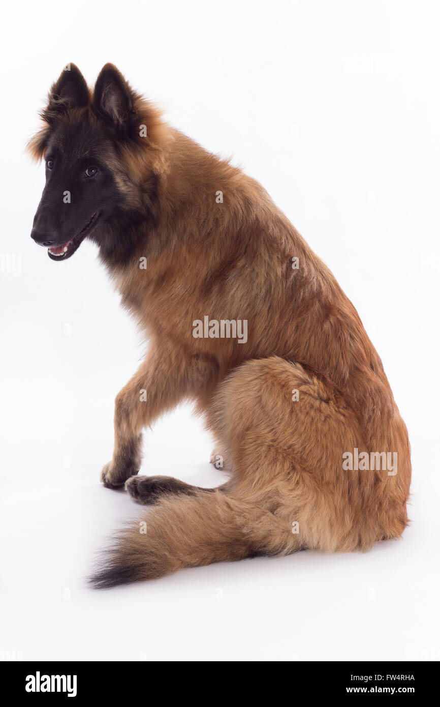 Belgian shepherd tervuren dog puppy six months old sitting and