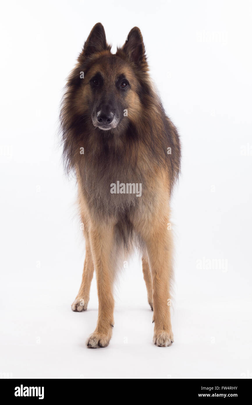 Tervuren dog standing, isolated on white studio background Stock Photo ...
