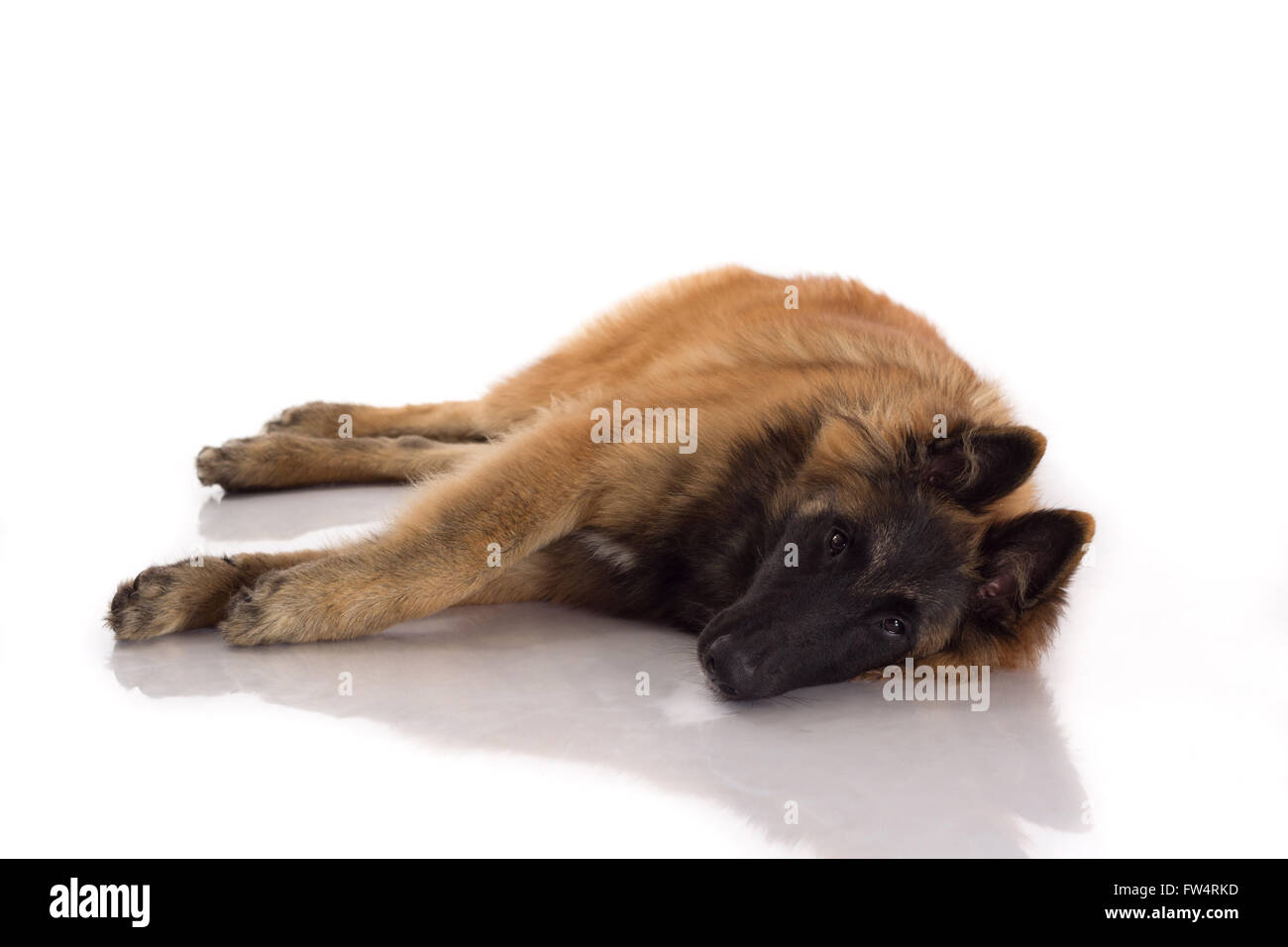 Belgian shepherd tervuren dog puppy six months old laying down
