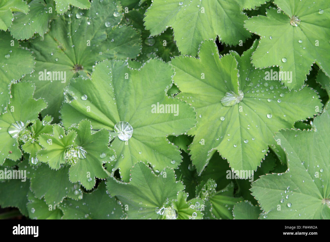 Ladies mantle hi-res stock photography and images - Alamy