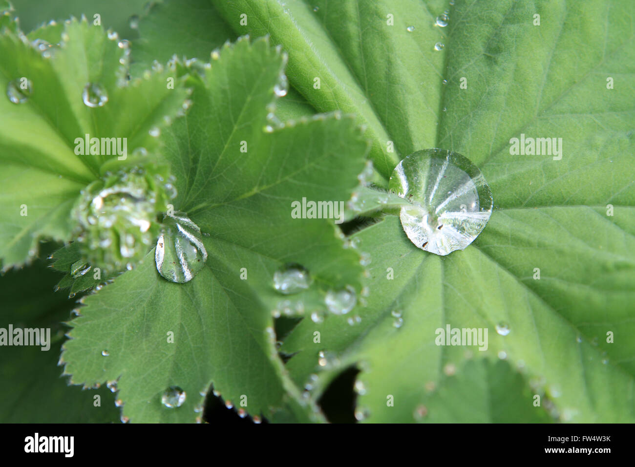 Ladies mantle hi-res stock photography and images - Alamy