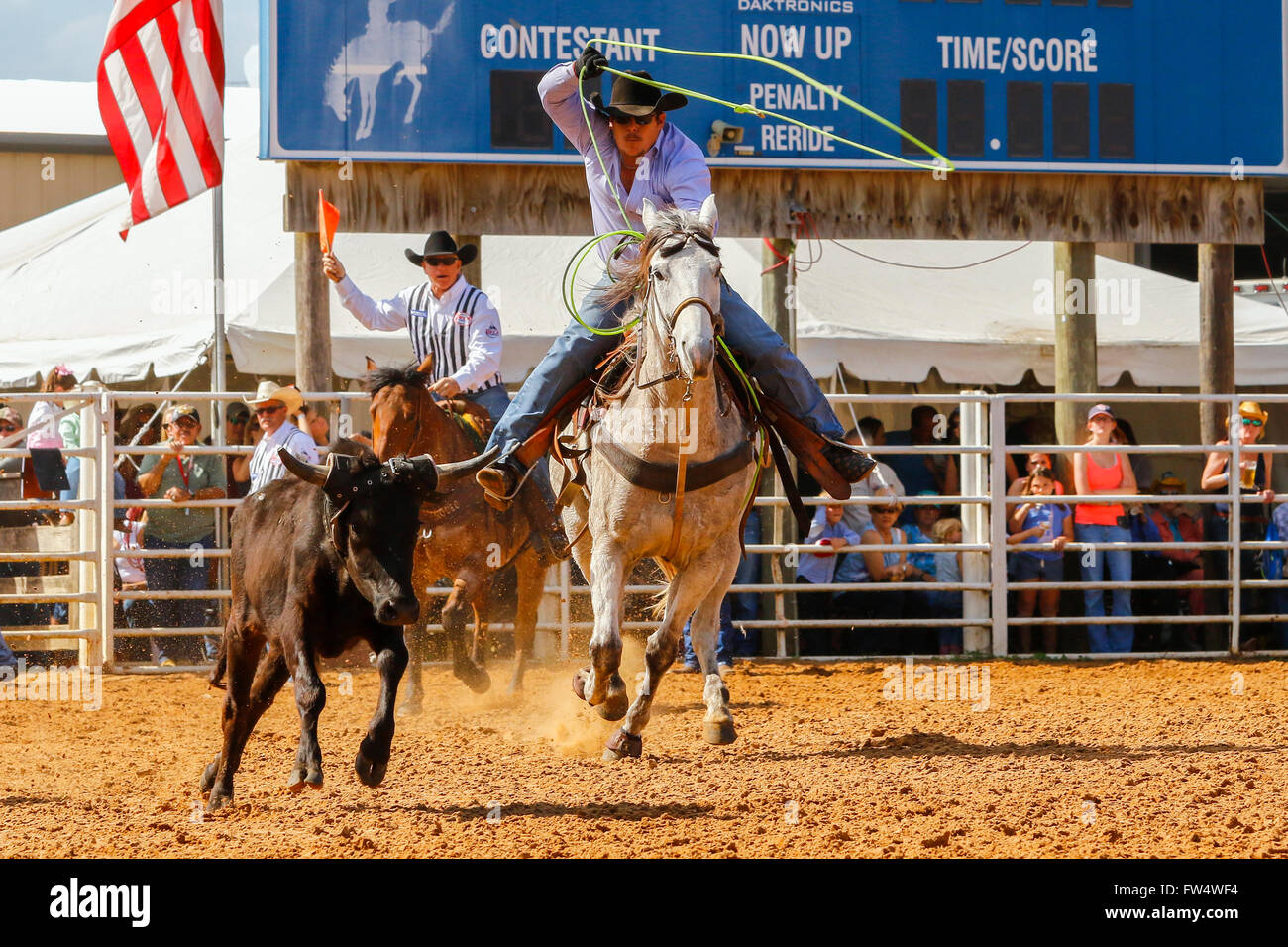 Cowboy on horseback trying to lasso a running bull calf at a rodeo in