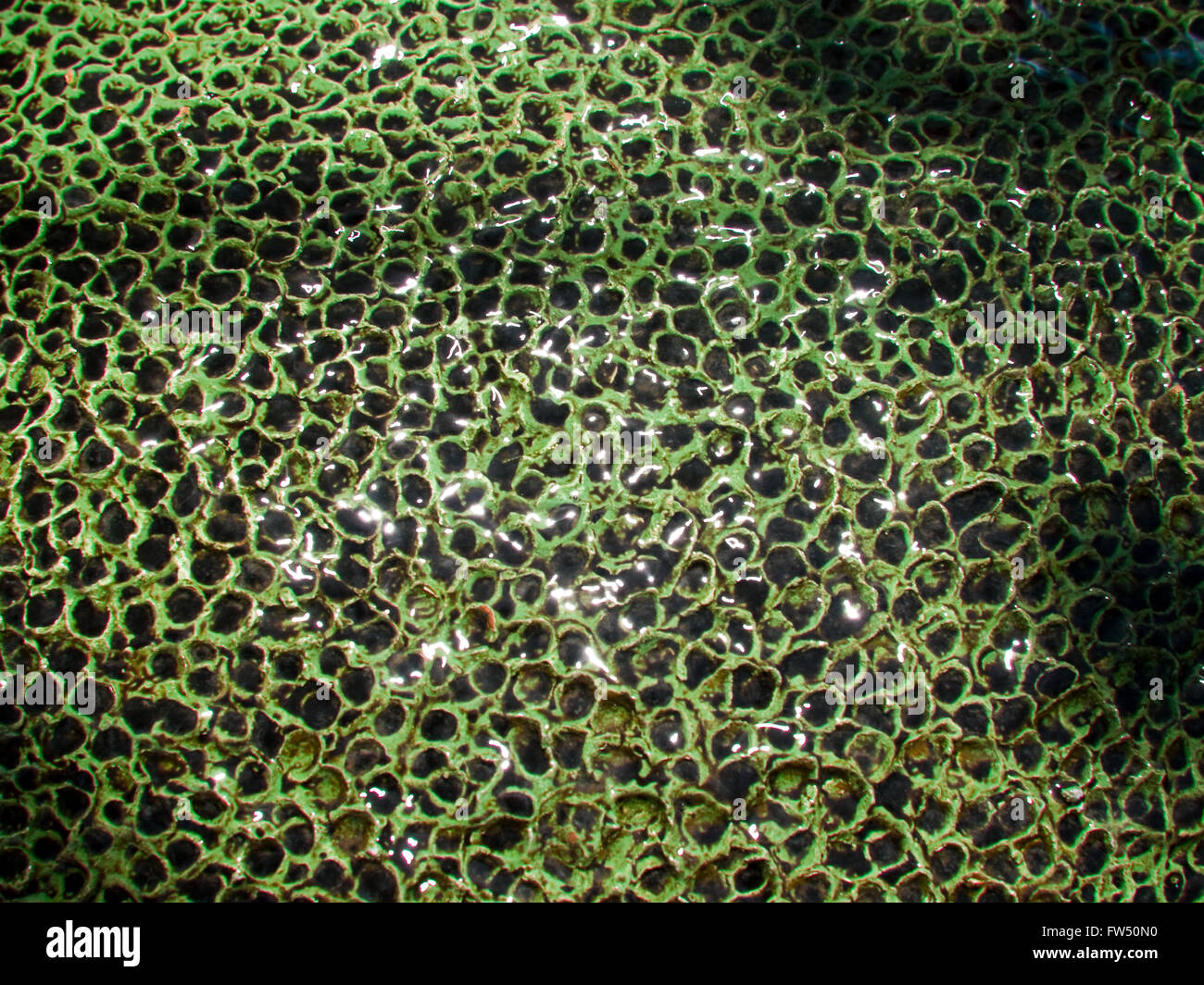 Green wet rough surface Stock Photo