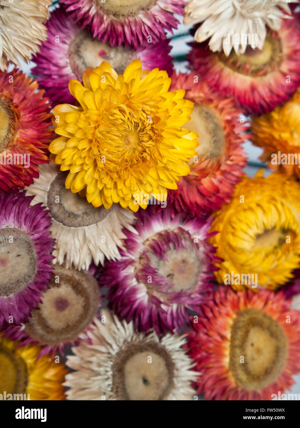 Bouquet of dry straw flower Stock Photo Alamy