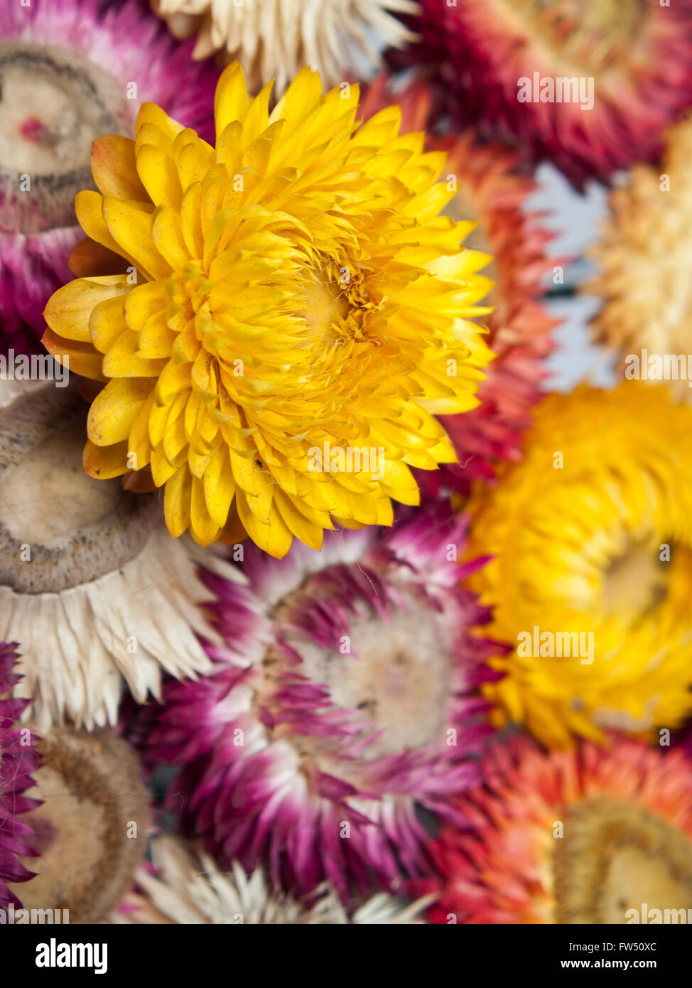 Bouquet of dry straw flower Stock Photo Alamy