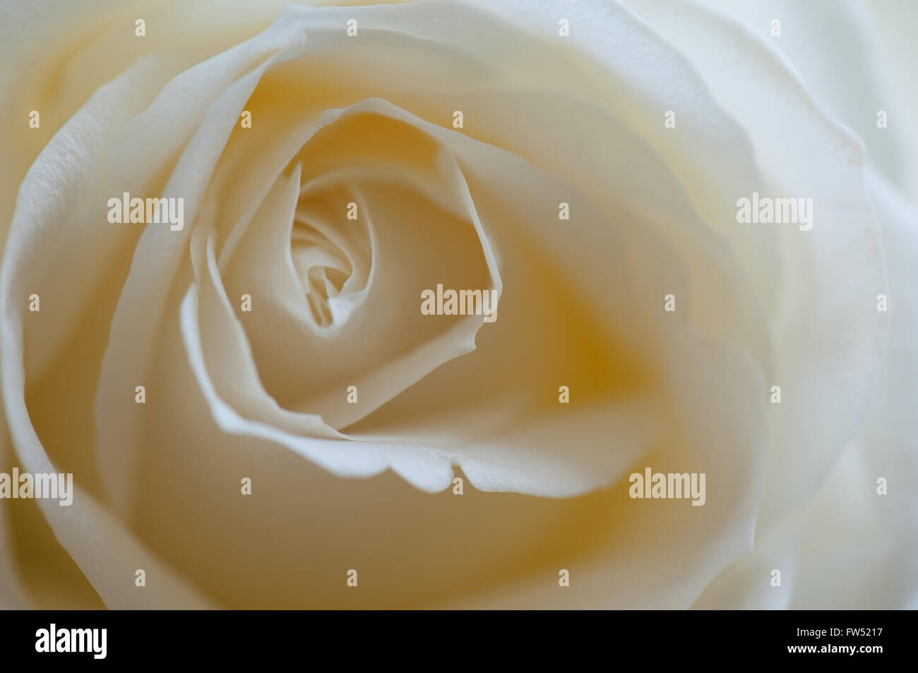 Close up of a single white rose flower Stock Photo