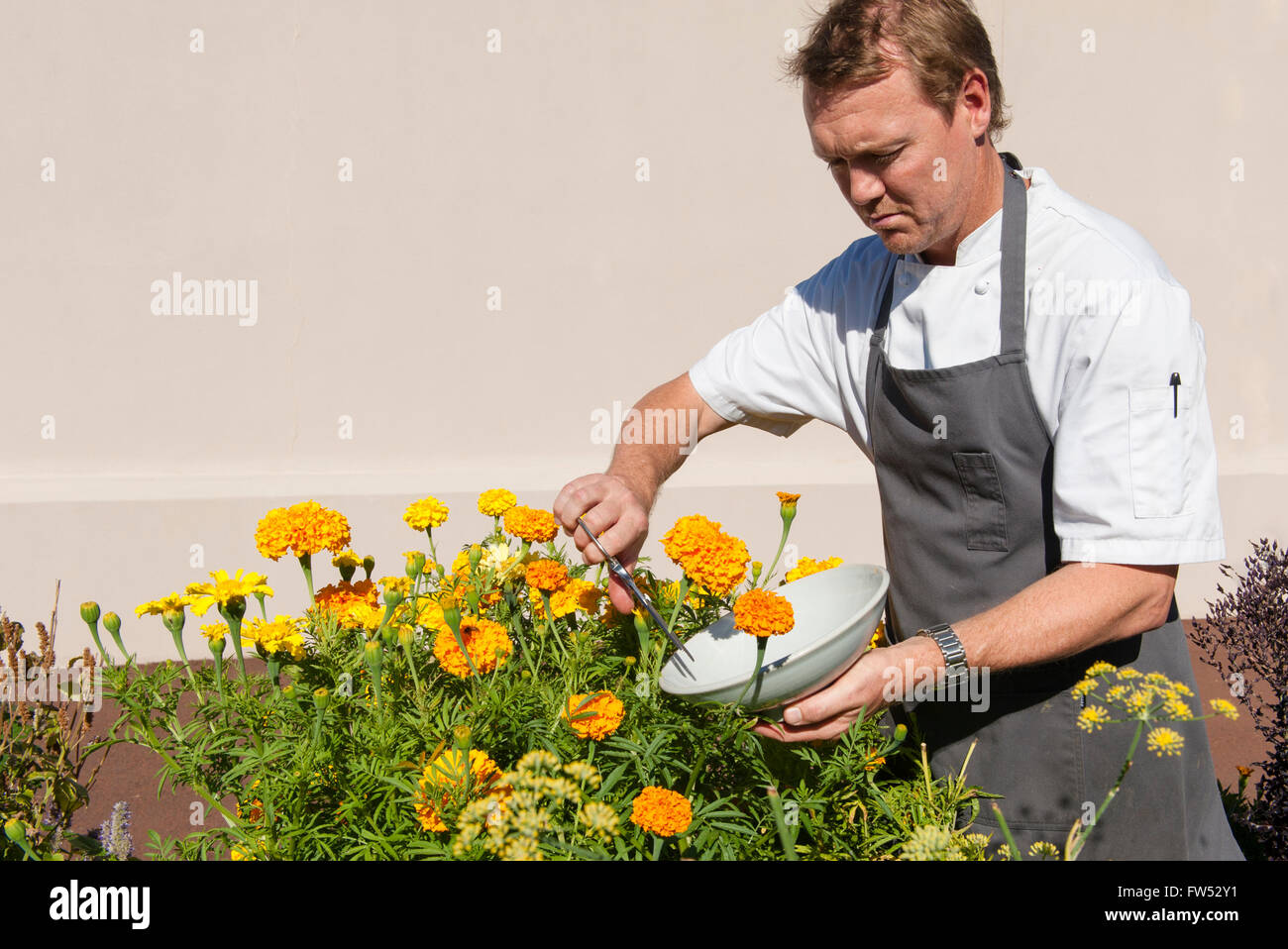 Aaron Carr, head chef at Vasse Felix, is collecting edible flowers to decorate his plates, Margaret River, Western Australia Stock Photo