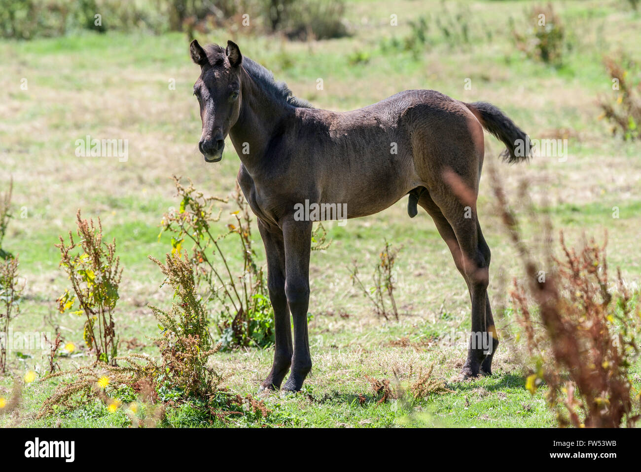 Young male foal/colt /young horse in field in summer in Gloucestershire Engalnd UK Stock Photo