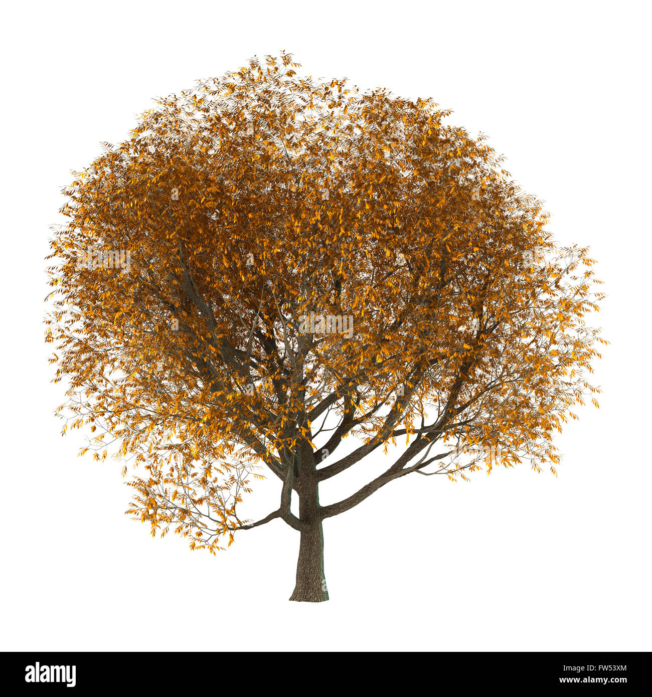 3d Illustration Of An Ash Tree Isolated On White Background Stock Photo