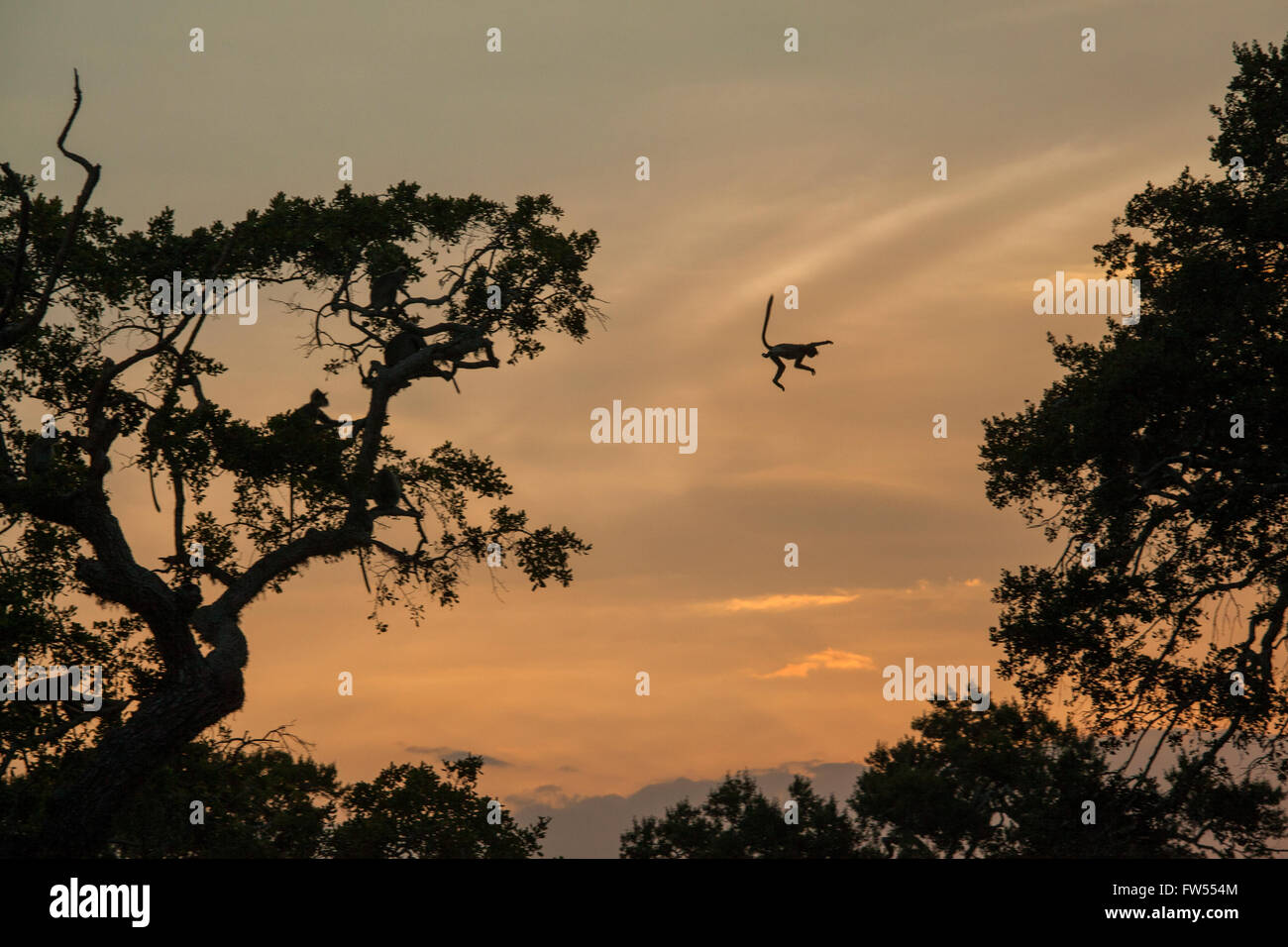 A giant leap Stock Photo Alamy