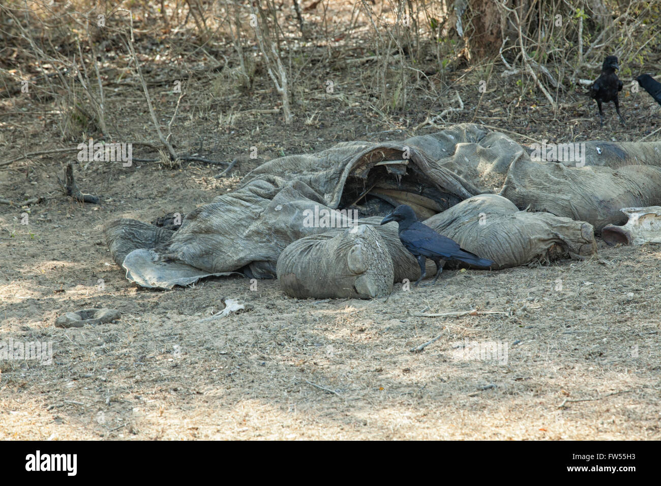 Elephant died hi-res stock photography and images - Alamy