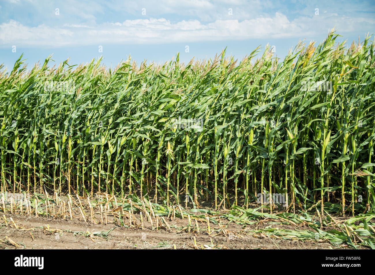 Maize stem hires stock photography and images Alamy