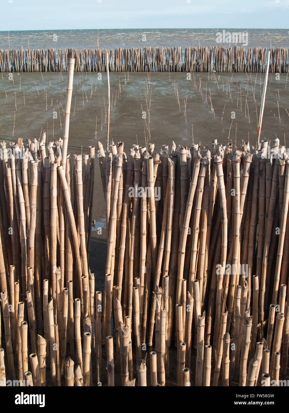 Field of bamboo tube Stock Photo