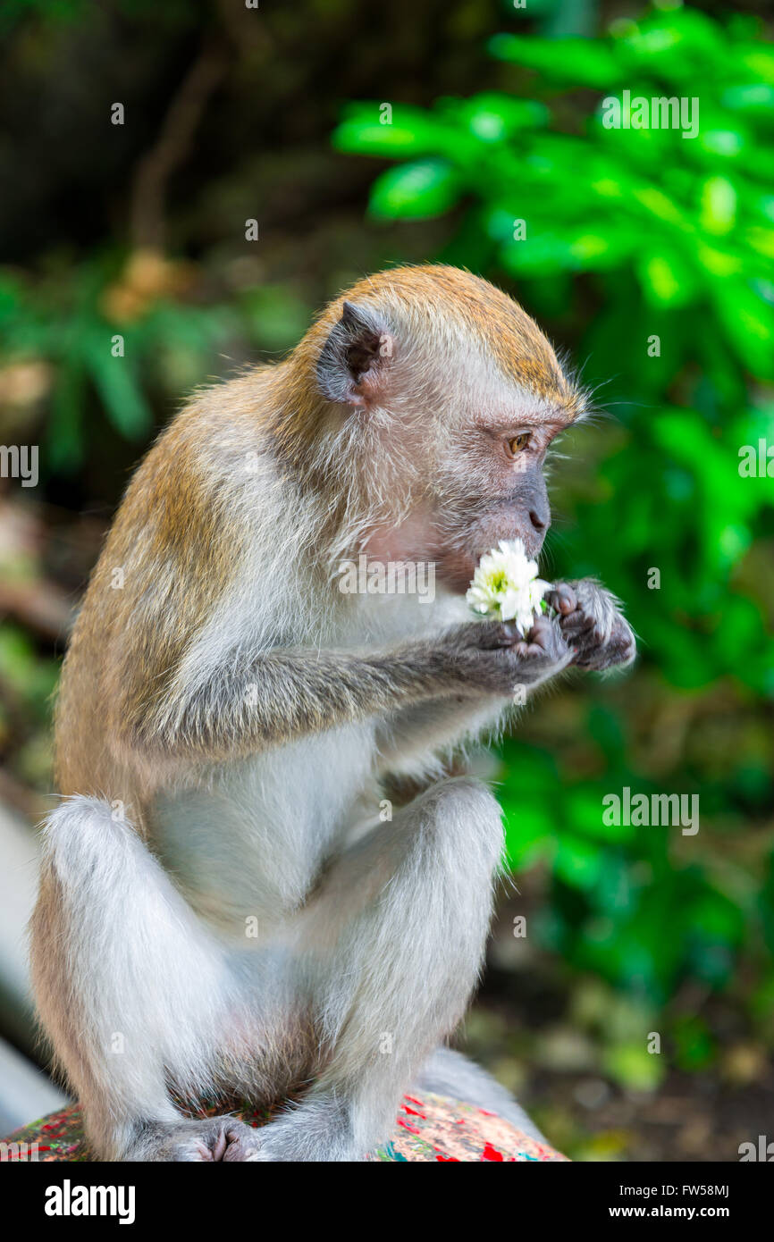 Monkey eating a flower Stock Photo Alamy