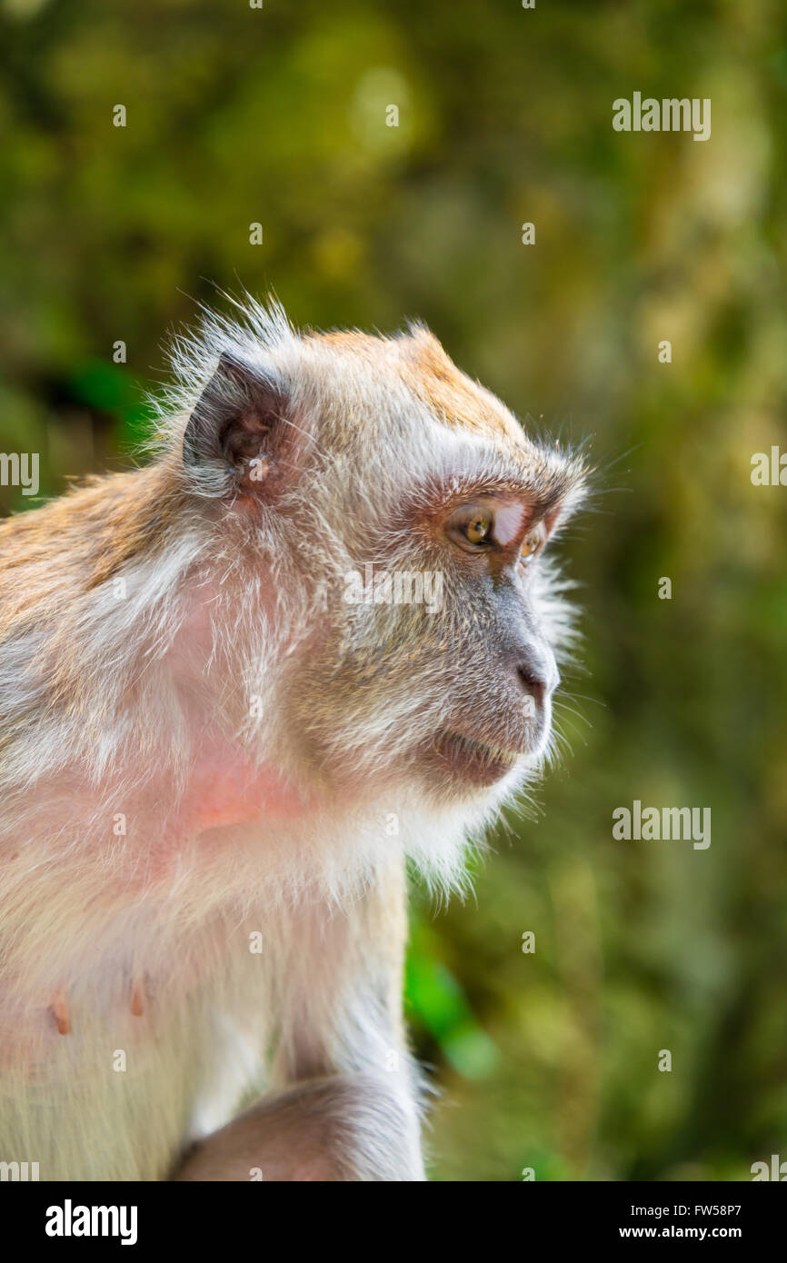 Monkey see outside hi-res stock photography and images - Alamy