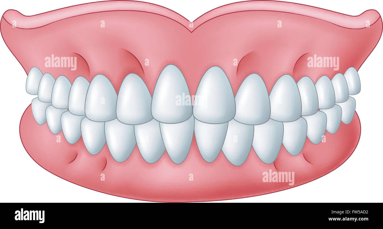 Cartoon model of teeth isolated on white background Stock Vector