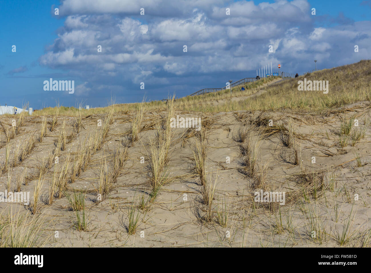 South Holland, the Netherlands - March 27, 2016: coastal defence sand dunes near The Hague. Stock Photo