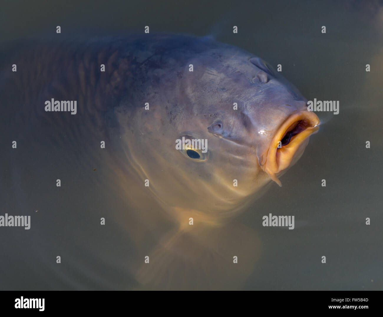 a common carp gulping air at the surface Stock Photo