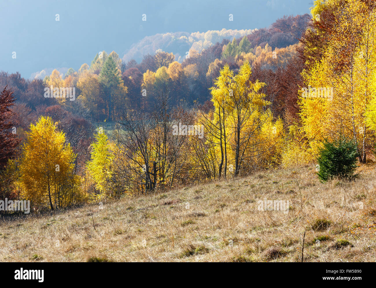 Autumn misty mountain view with yellow foliage of birch trees on slope ...