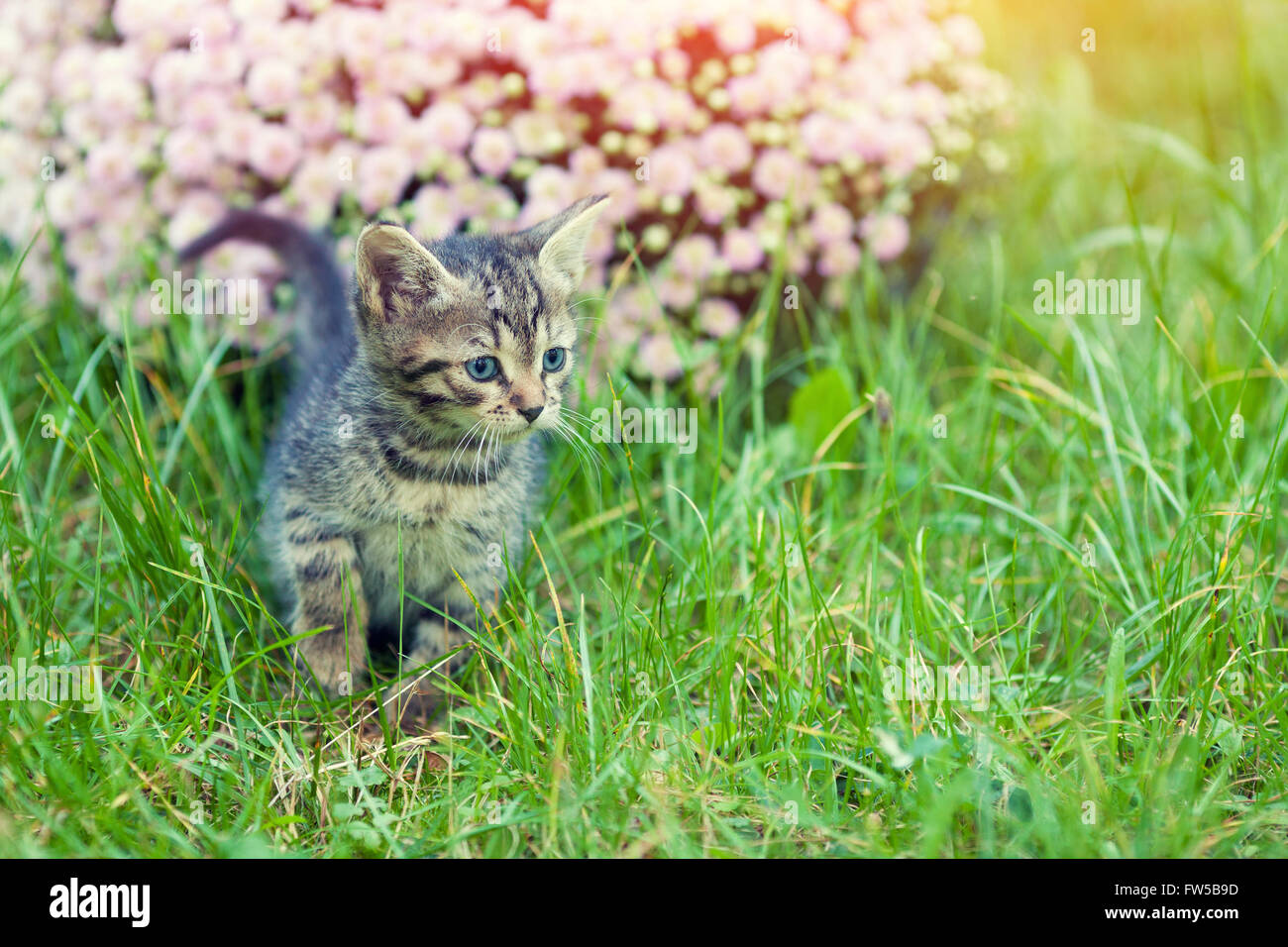 Cute little kitten walking on the grass in the garden Stock Photo - Alamy