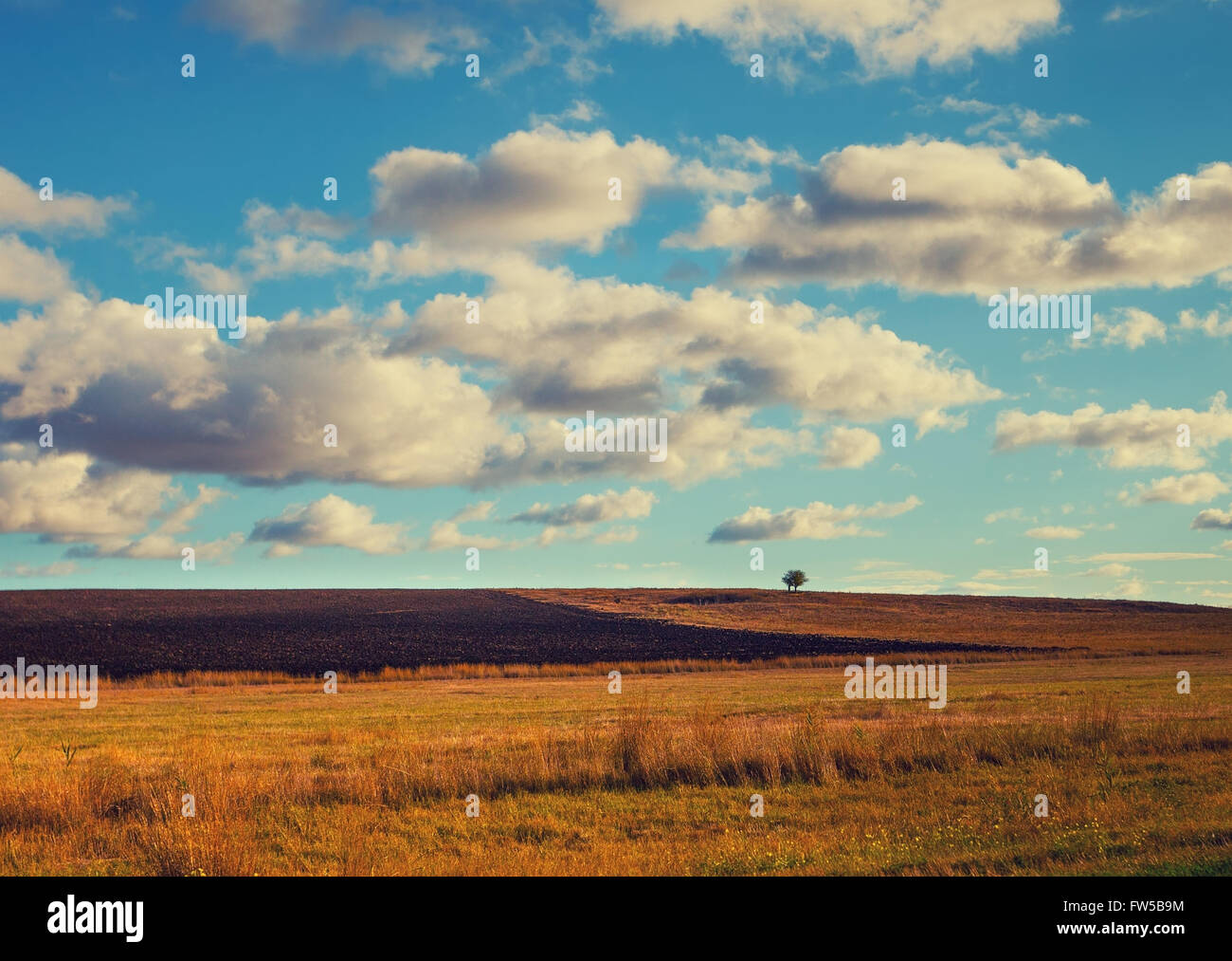 Beautiful field with blue cloudy sky Stock Photo - Alamy