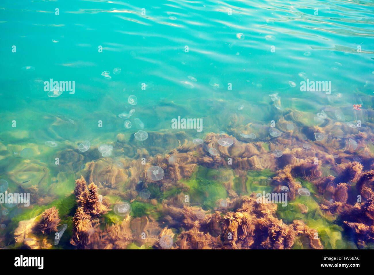 Jellyfish in black sea water Stock Photo Alamy