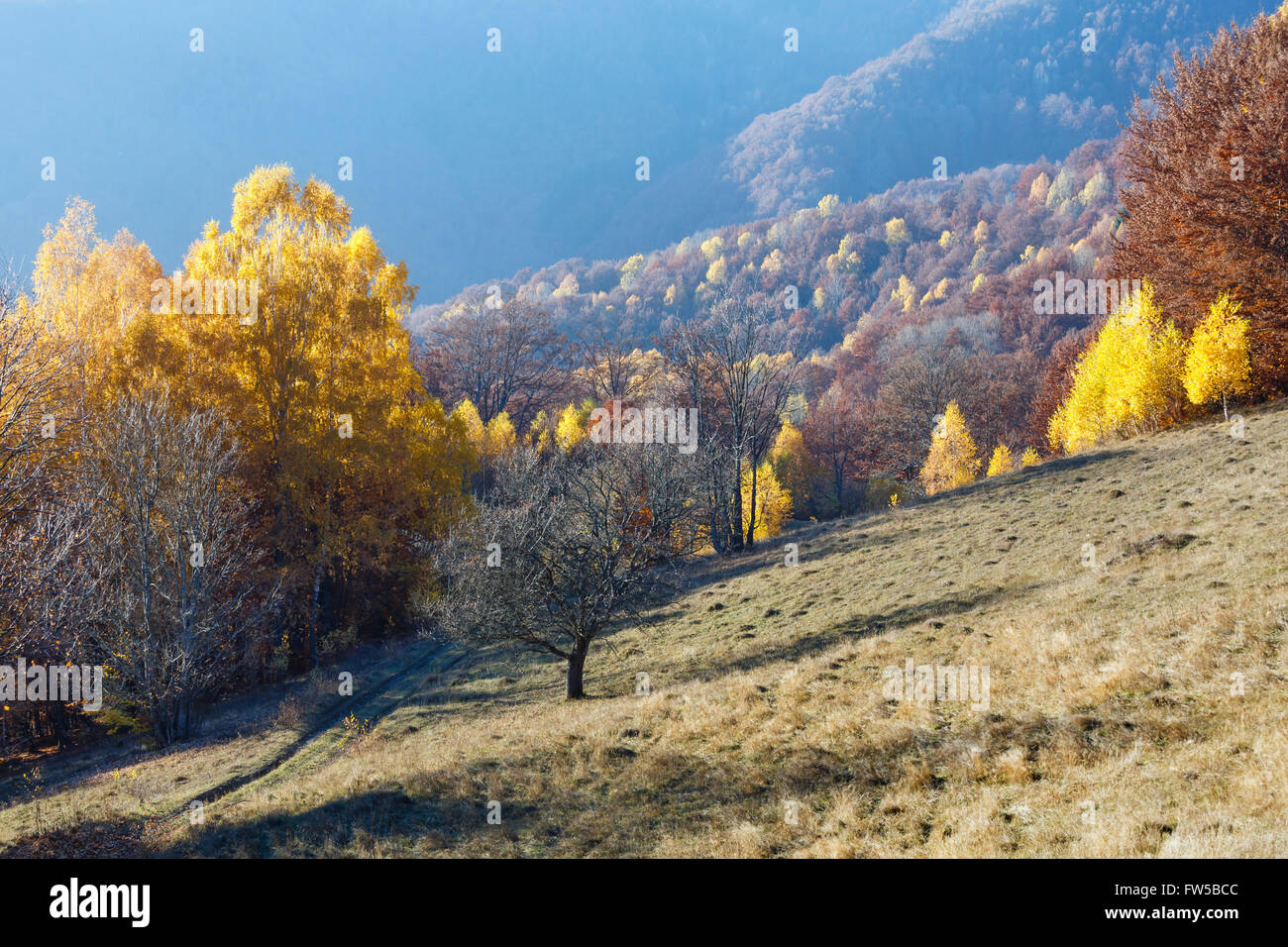 Autumn misty mountain view with yellow foliage of birch trees on slope ...