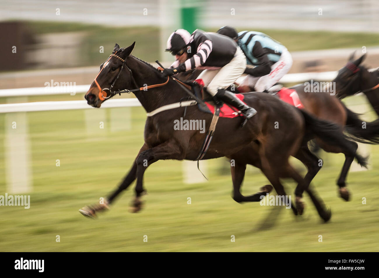 Horse Racing, Newbury Racecourse, 5th March 2016 Sams Adventure wins the bumper race at Newbury Stock Photo