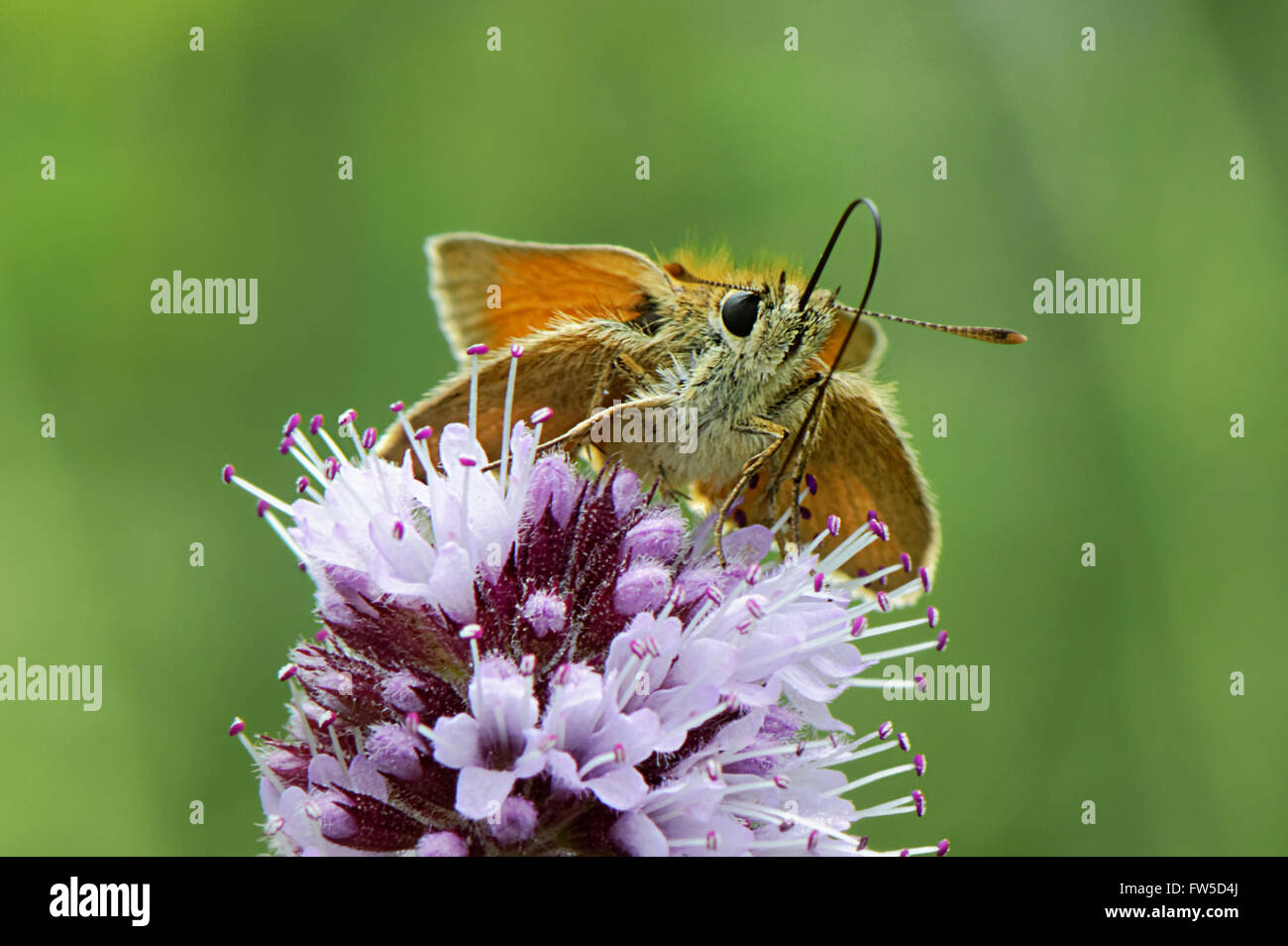 Moth drinking Nectar from flower Stock Photo Alamy
