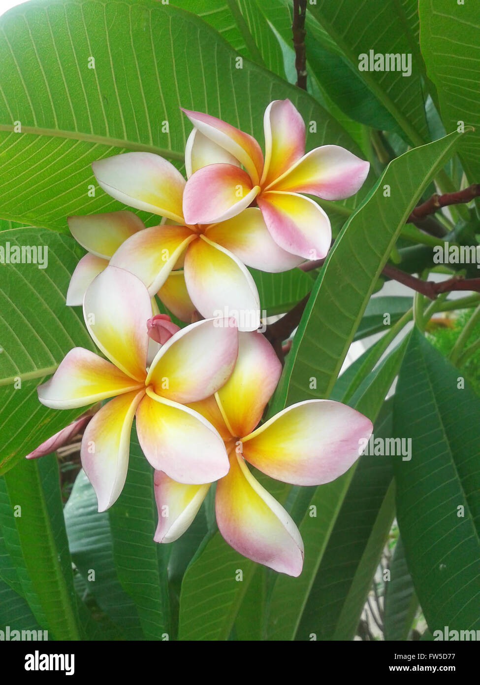 Plumeria flower pink color in nature Stock Photo - Alamy