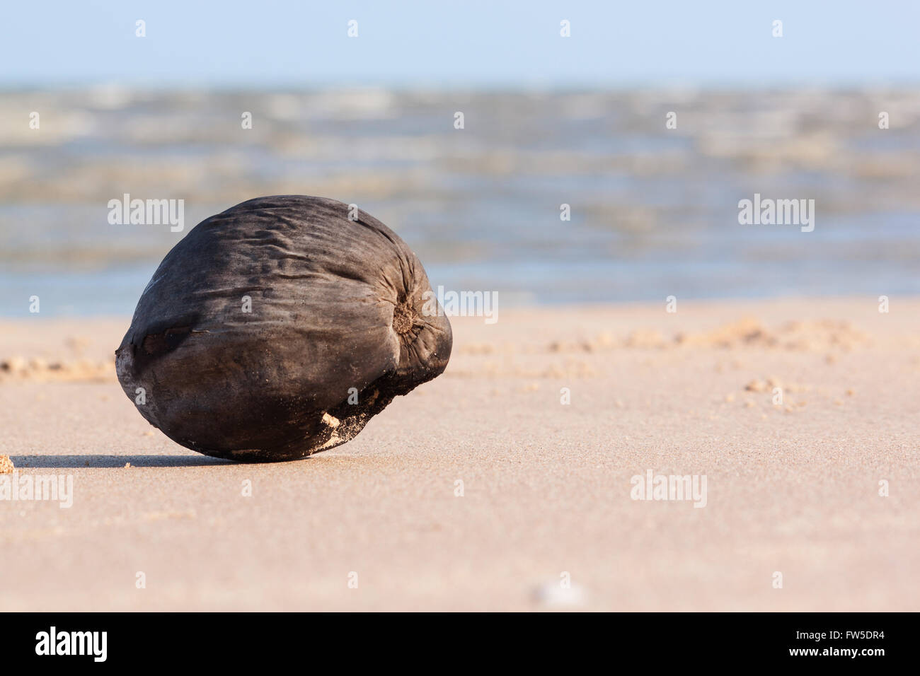 Coconut and been washed up on the beach.Water splashes on the beach