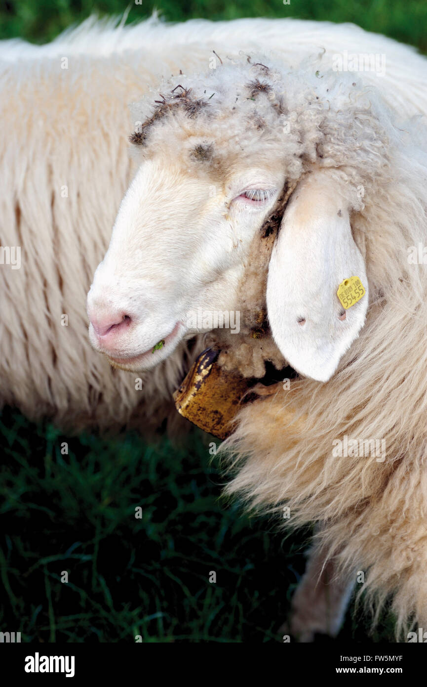 sheep bell on sheep, outside the home of Richard Strauss, Garmisch