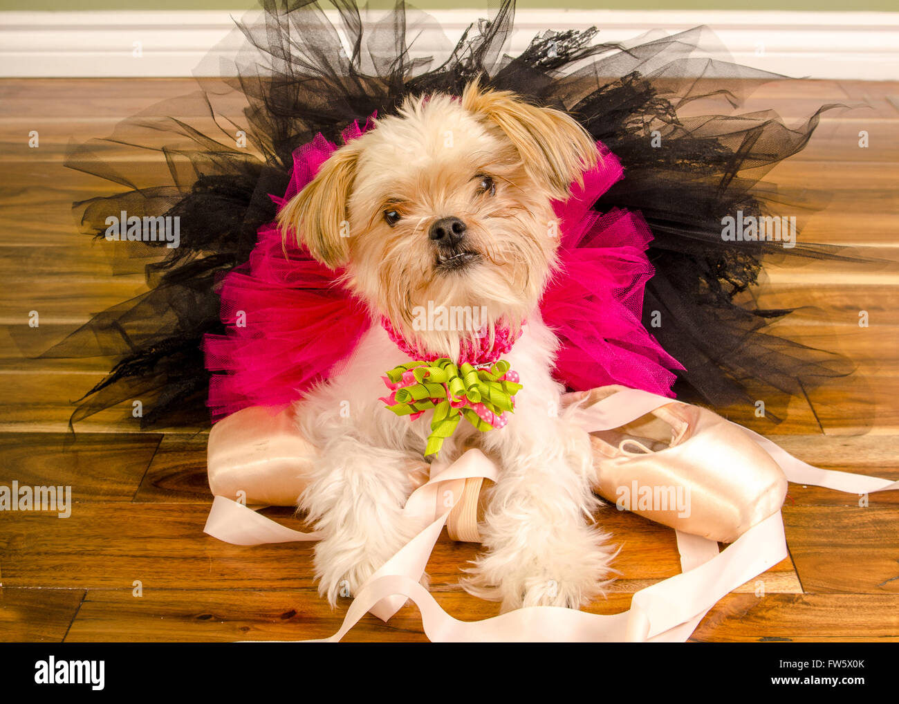 Small Chihuahua Pomeranian Mixed Dog poses in Pink Ballet Tutu on Pointe Shoes Stock Photo