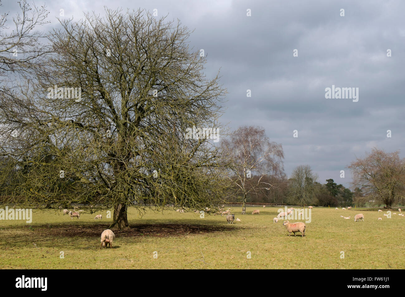 Sheep and lambs in a field at Poulton Fields, Gloucestershire, UK Stock Photo